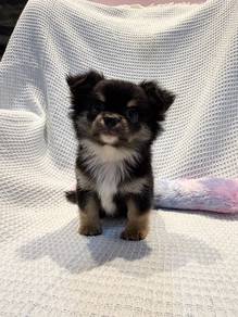 Long Coat Chihuahua male