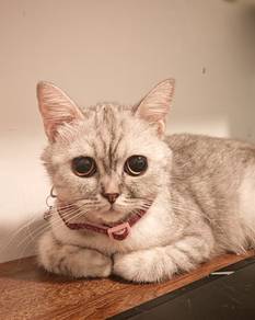 BSH Silver Shaded