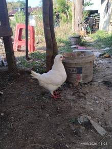 burung merpati
