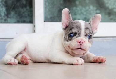 FRENCH BULLDOG PUPPIES VIP90🌻 Cute & Healthy Girl