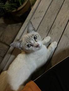 Female Cat For Adoption