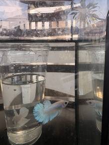 ikan laga halfmon