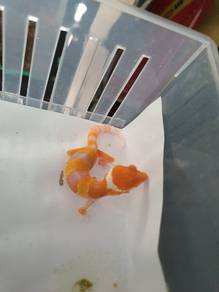 leopard gecko