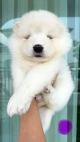 SAMOYED PUPPIES S36 🌻 薩摩耶 Snow Fluffy Boy~Girl