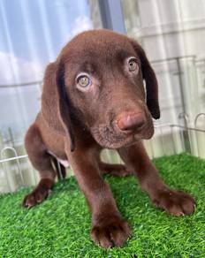 Labrador Retriever Puppy 