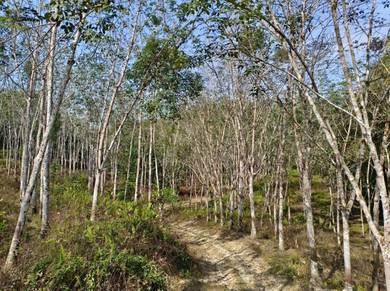 Agricultural Land in Triang, PHG