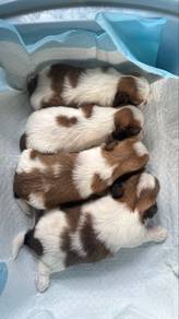 Shihtzu