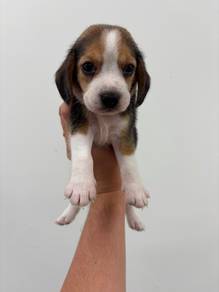 Beagle Female 3