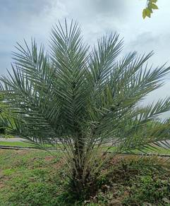 Anak pokok Kurma