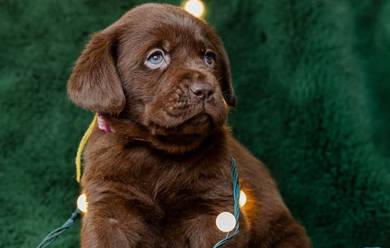 Chocolate color Labrador14