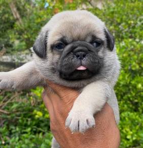 pug puppy&&&