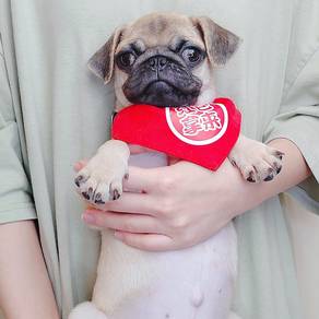 Pug
