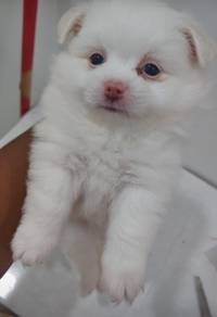 Pom shih