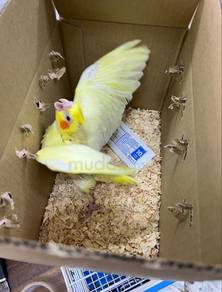burung cockatiel