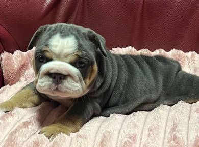 ENGLISH BULLDOG PUPPIES Female C030