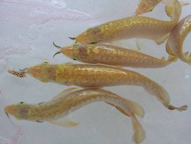 24k golden crossback 5 inch -wholesale price