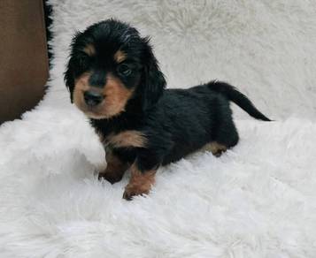 daschund long coat puppy