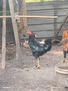 ayam Siam/Sabung