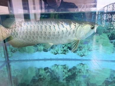 Arowana Banja Red