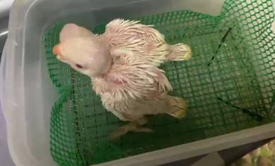 Burung ring neck hand feed Siap lesen