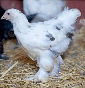 Anak Ayam Brahma