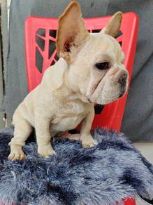 french bulldog