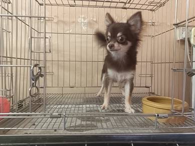 Chihuahua Teacup Long Coat Female