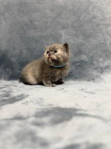 Adorable Non Standart Munchkin
