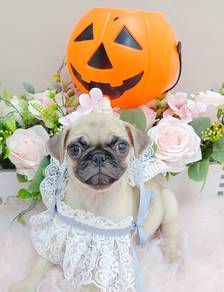 Pug