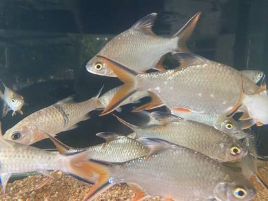 ikan sungai