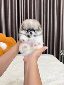 Mini party color Pomeranian -girl 