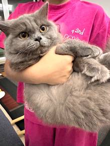 British Shorthair Cat – 9 months