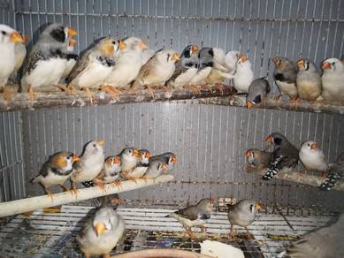 Burung zebra finch #pipitzebra