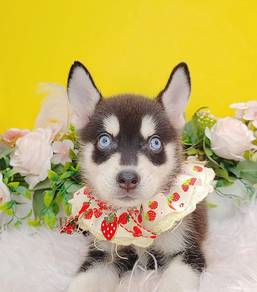 Pomsky