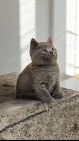 British shorthair male