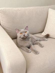 British Shorthair Acrylic Male Kitten