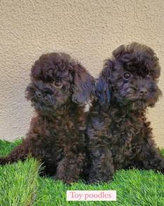 toy poodle 