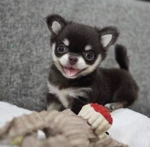 CHIHUAHUA PUPPIES 191 🌷Head Apple Cute Dog