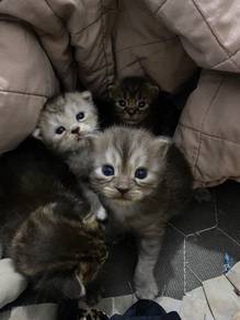 ankk kucing baka dhl
