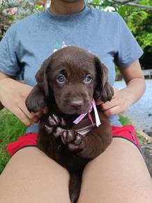 Labrador Puppy 22