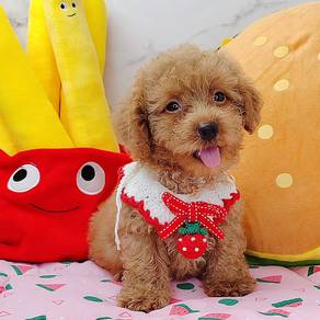 Poodle