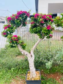 Bonsai Bunga Kertas
