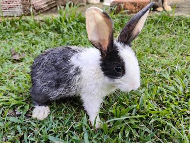 Ordinary rabbit baby 