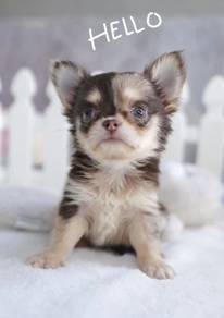 CHIHUAHUA PUPPIES VIP87🌷Head Apple Bonnie Dog Boy