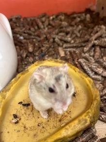 Winter white gold and pearl hamater