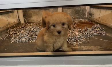Cockerpoo