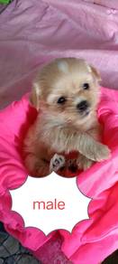 shihpoo