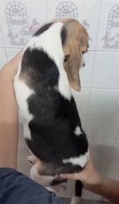 Beagle MKA Cert High Quality puppy