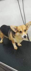 Welsh Corgi