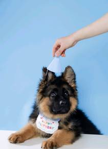German Shepherd